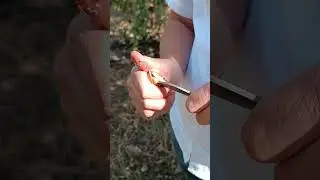 Chandler Hasat zamanı