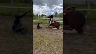 ПАДЕНИЕ все живы никто не пострадал. Но и такое бывает#short #shorts #equestrian