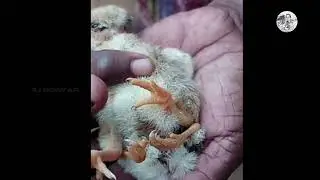 யாழ்ப்பாணம் அச்சுவேலி பகுதியில் 4 கால்களுடன் பிறந்த கோழிக்குஞ்சு!