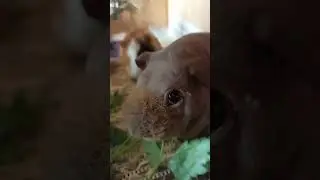 Ням-ням 😋 #свинкишоу #морськісвинки #guineapig