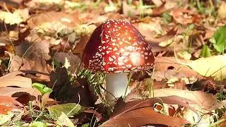 FOLIAGE : la magia dell'autunno.