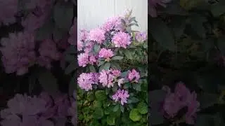 рододендрон катевбинский Грандифлорум