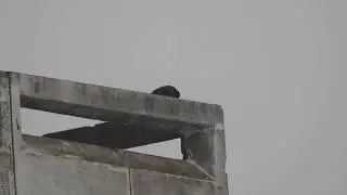 Сапсан • Сапсан • Peregrine falcon • Falco peregrinus 2