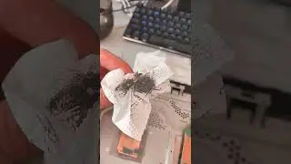 Прошка на чистке выключается сама