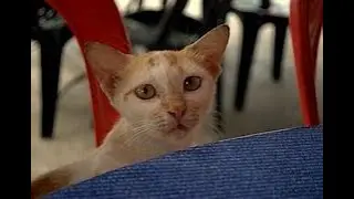Helping and Feeding Stray Cats