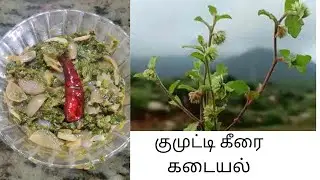 குமுட்டி கீரை  கடையல் | சத்து மிகுந்த குமுட்டி கீரை கடையல் | kumitti keerai kadayal | Keerai Recipe