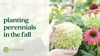 Planting Perennials in the Fall