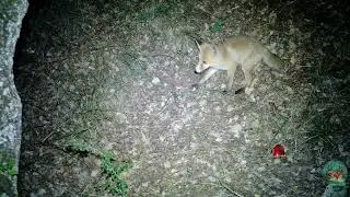 Zorro común La Segarra FOTOTRAMPEO