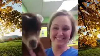 Try Not To Laugh Watching Funny Animal Fails Compilation February 2019 #funnycompilation
