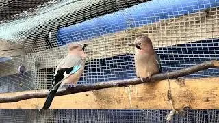 СОЙКА САМЕЦ САМОЧКЕ ПЕСЕНКИ ПОЁТ ❤️❤️