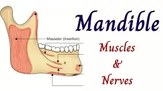 Mandible- 