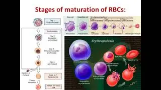 Physiology Functions of erythrocytes  & erythropoiesis
