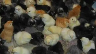 CUCELERIN QIZIL BAXILMA QAYDASI