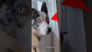 Dog Saw Something EVIL 😱 #ghost #paranormal