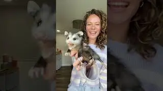 A woman found a baby possum on her property and became its mother.