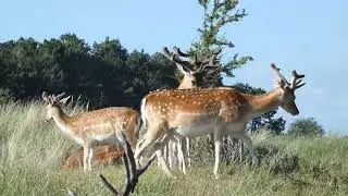 Amsterdamse Waterleidingduinen zomercompilatie