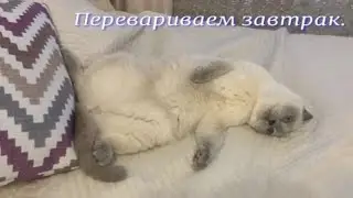 Перевариваем завтрак. #котик