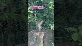 #обезьяны