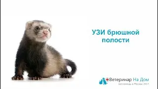 УЗИ брюшной полости для домашних животных