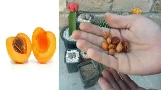 How To Grow Apricot Tree Seed? Growing An Apricot Tree | Khubani | Beauty With Gardening