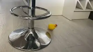 Попугай какарик - Шалость удалась!