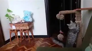Кот кричит ОТКРОЙ!!!