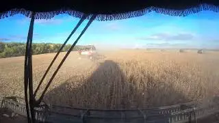 8.09.23 г. Уборка сои . Очень много комбайнов.