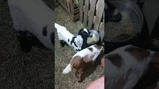 Наши первые козлята, Рождественские! 😊 Камори-нубийские 50/50%.