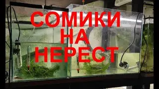 Попытка №999 сомиков на нерест