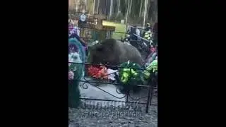 Бурый медведь на Восточном кладбище  Ханты-Мансийска