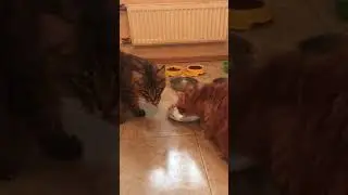 Так ест Мейн Кун.Here's how to eat a Maine Coon.