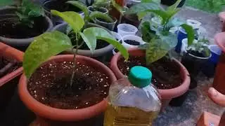 Disease and fungus control for plants in your garden and in pots