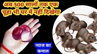 अगले 500 सालों तक एक भी चूहा नहीं दिखेगा इस घरेलू तरीके से 😱rid of mouse/ chuhe bhagane ka tarika