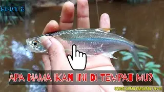 Sensasi Double Strike | part 1