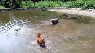 Neapolitan mastiff, French mastiff and Labrador...