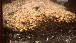 как сделать копченую лососину