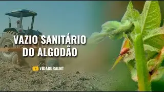 VAZIO SANITÁRIO INICIA EM 15 DE OUTUBRO - MATO GROSSO