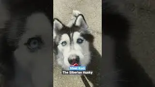 Meet Kodi the Siberian Husky #husky #siberianhusky #dogs #sleddogs