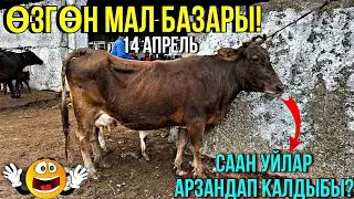 СААН УЙЛАР КУНАЖЫН УРГААЧЫ ТОРПОК БААЛАРЫ 🤯 