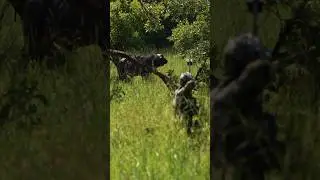 Good or bad shot? 😱 Bowhunting buffalos in Africa! #bowhunting #buffalo #bowhunt #africa