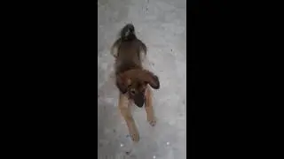 nadan dog training sit, shake hand, down commands #shorts