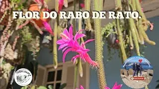 Meu jardim de Suculentas como é a flor do Rabo de Rato #Suculentas #plantas #cactos