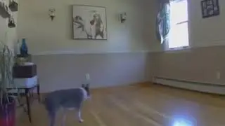 I felt sorry for the blind dog