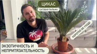 Cycas (Sago Palm, Cycad) Home Care - Watering, Air Humidity, Soil, Lighting