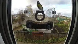 Синички на кормушке