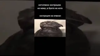 кот:отвези кострацию на маму,а брата на кота кострация на отвези: