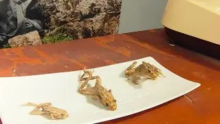 liberamente in camper puntata 1054 il museo del disgusto in Svezia