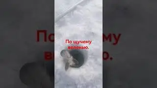 щука на жерлицу.