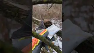 Saving a bat from freezing to death #nature