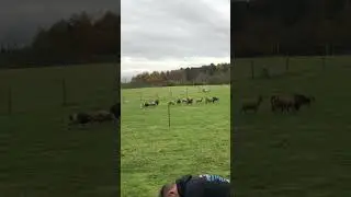 Getting angry at the farm! 